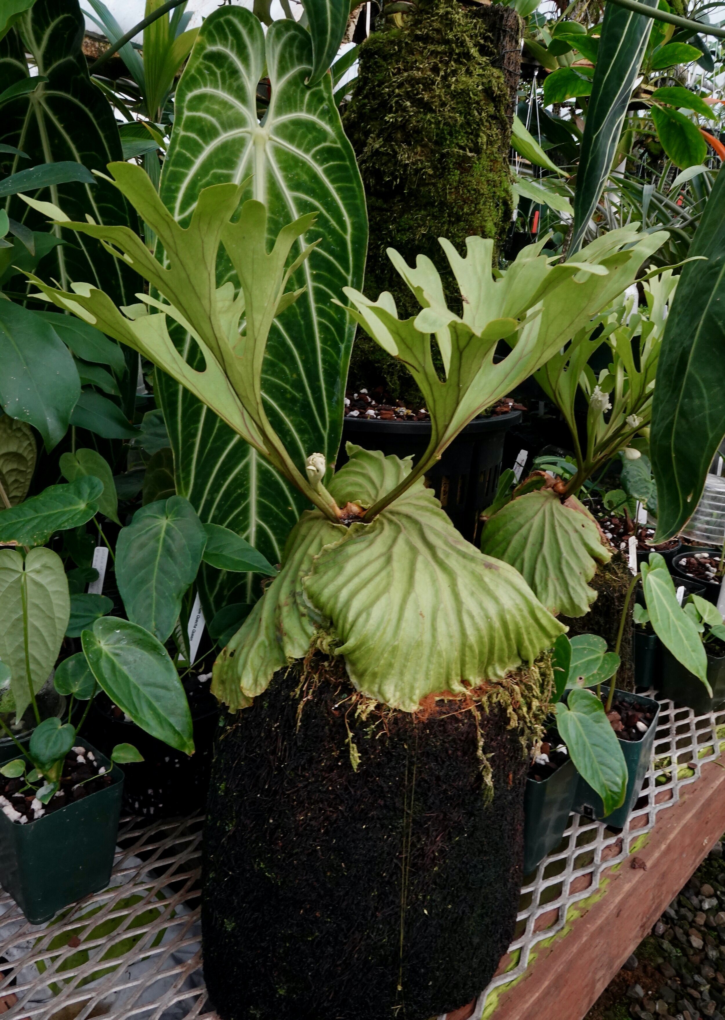 P.ridleyi wild from Malaysia⑤ @bikamori.com ビカクシダ P.ridleyi wild from Malaysia⑤ @bikamori.com ビカクシダ